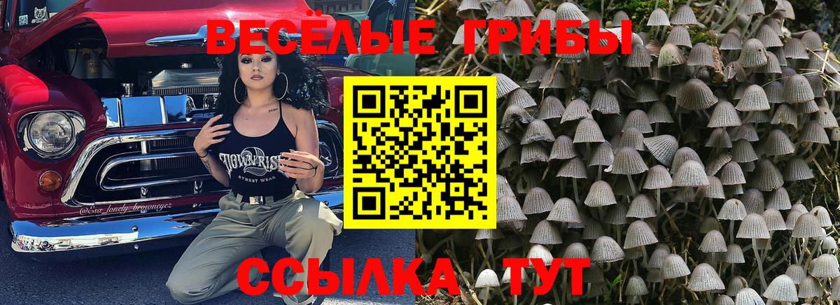 Мичуринск  Псилоцибиновые грибы прущие грибы  Вход с VPN  Псилоцибиновые грибы Cubensis 